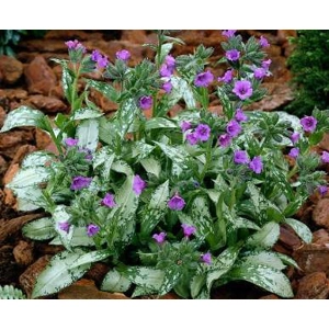 Pulmonaria 'Diana Clare'