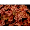 Heucherella 'Honey Rose'