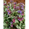 Pulmonaria 'High Contrast'