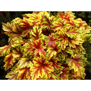 Heucherella 'Golden Zebra'