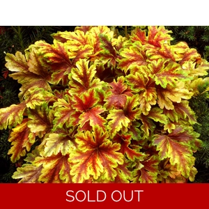 Heucherella 'Golden Zebra'