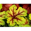 Heucherella 'Alabama Sunrise'