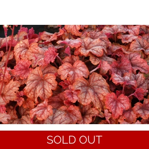 Heucherella 'Copper Cascade'