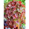 Heucherella 'Copper Cascade'