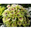 Heucherella 'Fire Frost'