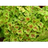 Heucherella 'Fire Frost'