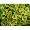 Heucherella 'Fire Frost'