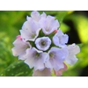 Pulmonaria 'Opal'