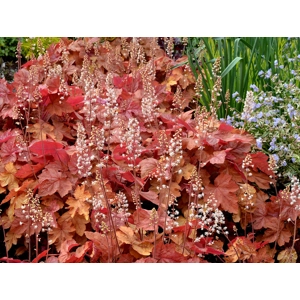 Heucherella 'Redstone Falls'
