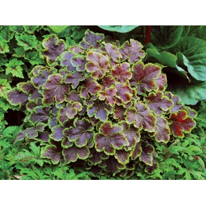 Heucherella 'Solar Eclipse'
