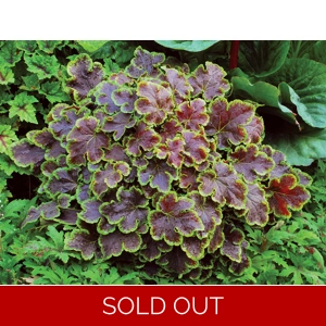 Heucherella 'Solar Eclipse'