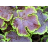 Heucherella 'Solar Eclipse'