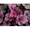 Heucherella 'Redstone Falls'