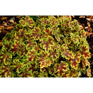 Heucherella 'Solar Power'