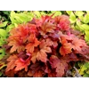 Heucherella 'Sweet Tea'