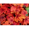 Heucherella 'Sweet Tea'