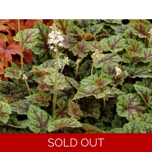 Tiarella 'Sunset Ridge'