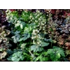 Heucherella 'Summer Snowflake'