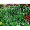Tiarella 'Happy Trails'