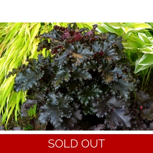 Heuchera 'Black Taffeta'
