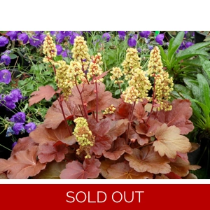 Heuchera 'Blondie' Cutie