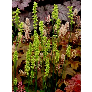 Heuchera cylindrica