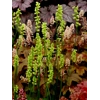 Heuchera cylindrica