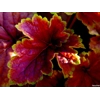 Heuchera 'Delta Dawn'