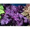 Heuchera 'Forever Purple'