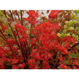 Heuchera 'Fire Fly'