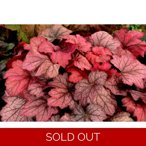 Heuchera 'Georgia Plum'