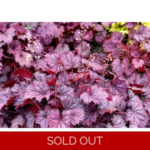 Heuchera 'Frost' Cutie series