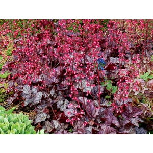 Heuchera 'Glitter'
