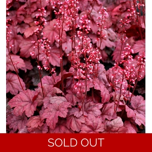 Heuchera 'Grape Soda'