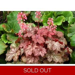 Heuchera 'Ginger Snap' Cutie series