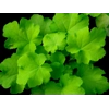 Heuchera 'Citronelle'