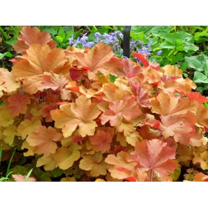 Heuchera 'Caramel'