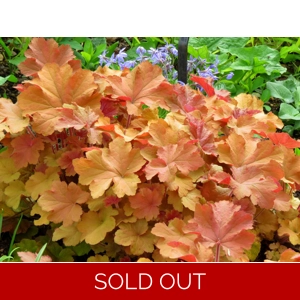 Heuchera 'Caramel'