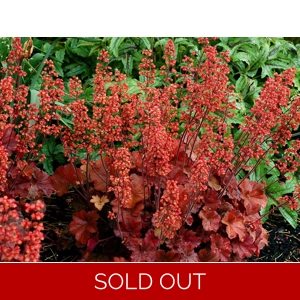 Heuchera 'Cherry Cola'