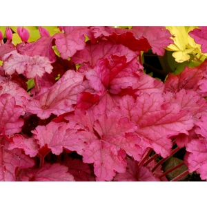 Heuchera 'Berry Smoothie'