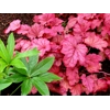 Heuchera 'Berry Smoothie'