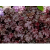 Heuchera 'Amethyst Mist'