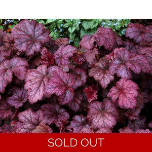 Heuchera 'Amethyst Mist'
