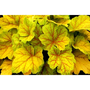 Heuchera 'Electra'