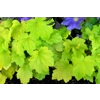 Heuchera 'Electric Lime'