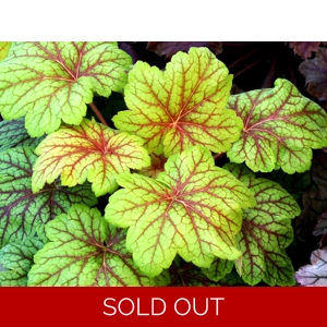 Heuchera 'Electric Lime'