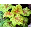 Heuchera 'Electric Lime'
