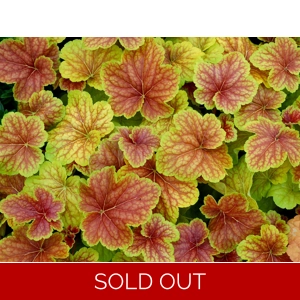 Heuchera 'Delta Dawn'