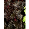 Heuchera 'Midnight Ruffles'