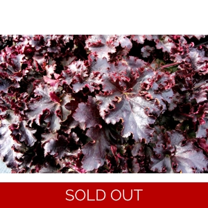 Heuchera 'Midnight Ruffles'